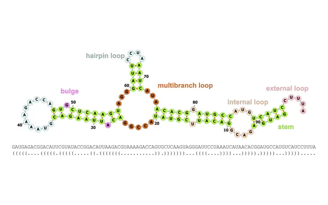 Figure 1 from the paper: An example of RNA secondary structures